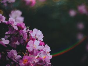 Превью обои цветы, розовый, макро, блики, размытость