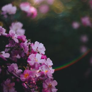 Превью обои цветы, розовый, макро, блики, размытость
