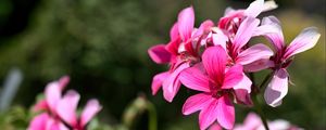 Превью обои цветы, розовый, макро, цветение