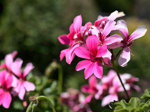 Превью обои цветы, розовый, макро, цветение