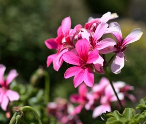 Превью обои цветы, розовый, макро, цветение