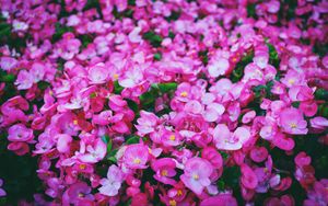 Превью обои цветы, розовый, поляна, яркий