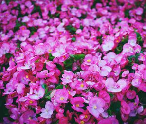 Превью обои цветы, розовый, поляна, яркий