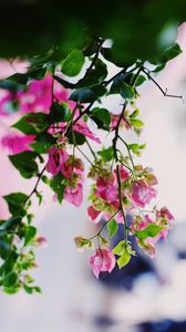 Превью обои цветы, розовый, растение, цветение, лето