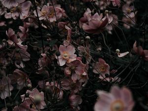 Превью обои цветы, розовый, растение, цветение