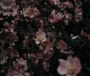 Превью обои цветы, розовый, растение, цветение