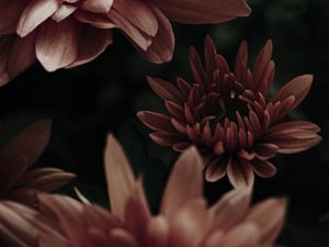 Превью обои цветы, розовый, растение, цветение, макро