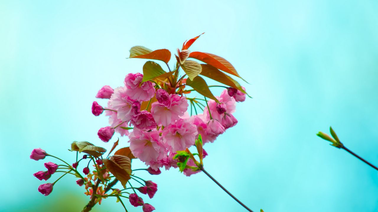 Обои цветы, розовый, цветение, ветка, флора, весна
