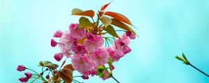 Превью обои цветы, розовый, цветение, ветка, флора, весна