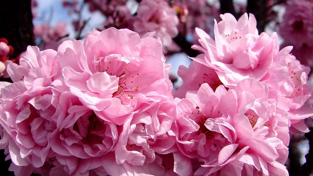 Обои цветы, розовый, цветение, весна, плод