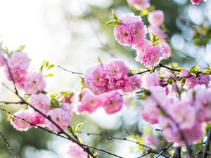 Превью обои цветы, розовый, ветка, весна, цветение