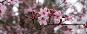 Превью обои цветы, розовый, ветка, макро