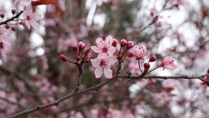 Превью обои цветы, розовый, ветка, макро