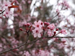 Превью обои цветы, розовый, ветка, макро