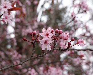 Превью обои цветы, розовый, ветка, макро