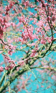 Превью обои цветы, розовый, ветки, дерево, цветение, весна