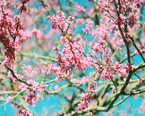 Превью обои цветы, розовый, ветки, дерево, цветение, весна