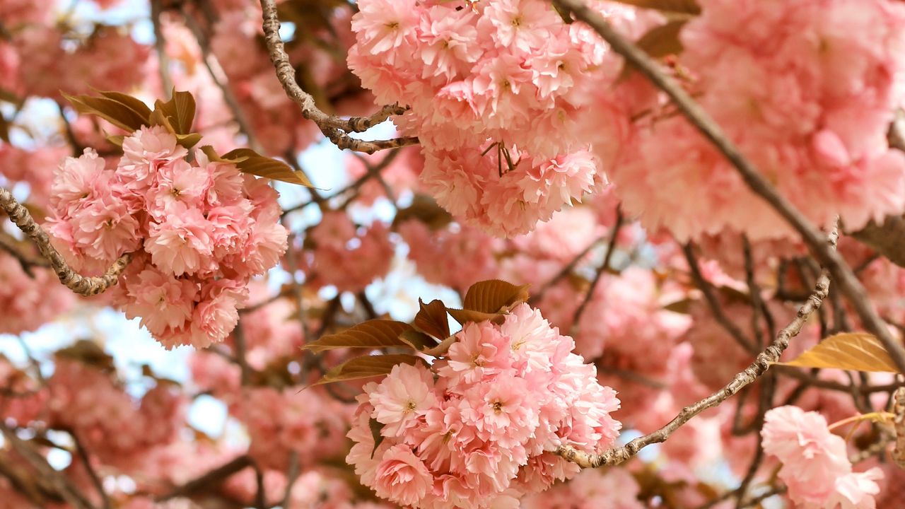 Обои цветы, розовый, ветки, дерево, цветение