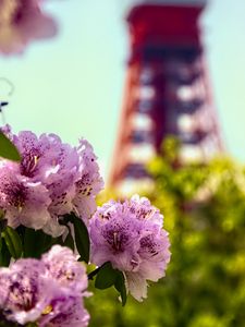 Превью обои цветы, розовый, зеленый, боке, токийская телебашня, япония