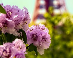 Превью обои цветы, розовый, зеленый, боке, токийская телебашня, япония