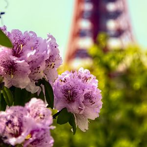 Превью обои цветы, розовый, зеленый, боке, токийская телебашня, япония