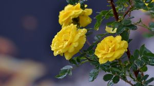 Превью обои цветы, розы, ветка, капли, желтые розы