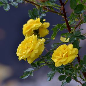 Превью обои цветы, розы, ветка, капли, желтые розы