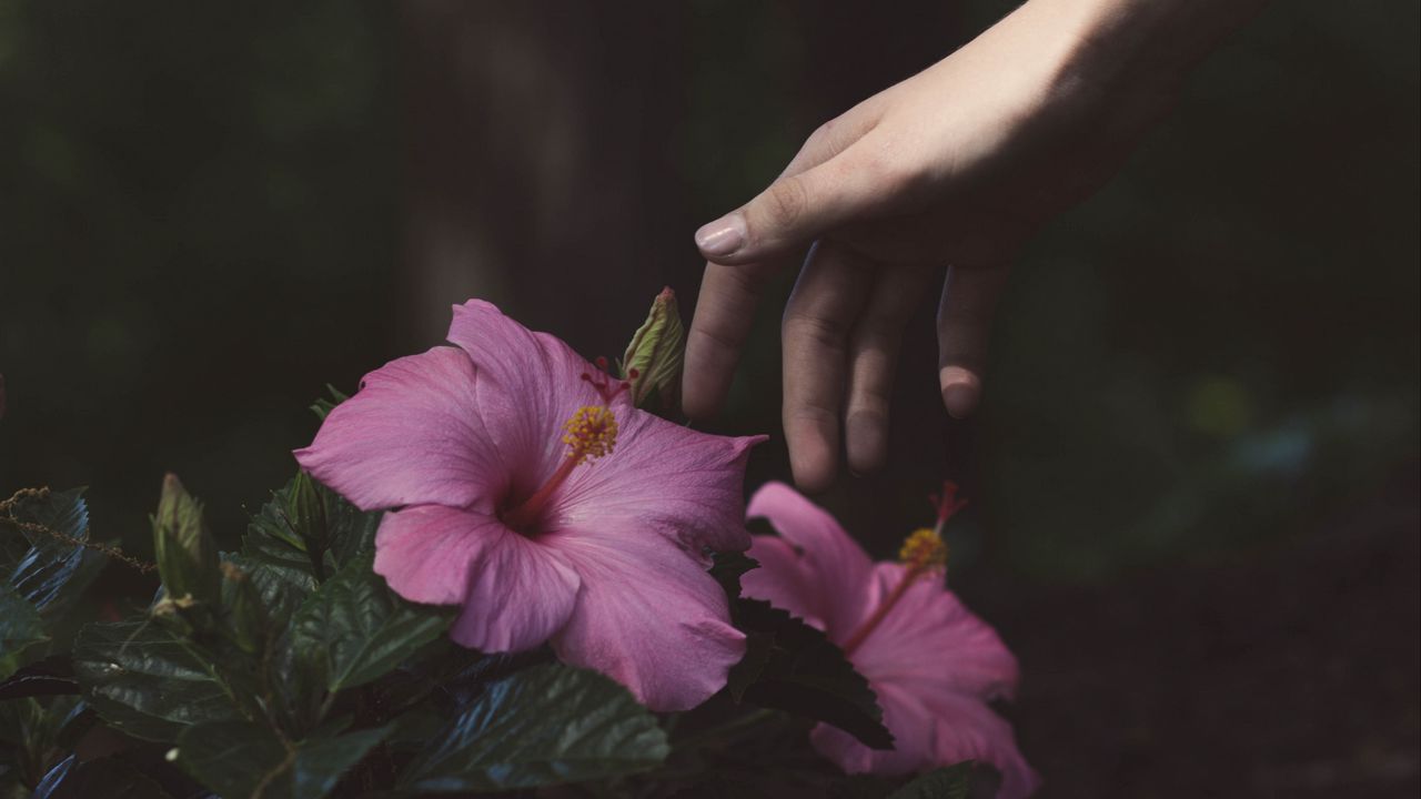 Обои цветы, рука, куст