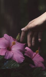 Превью обои цветы, рука, куст