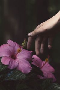Превью обои цветы, рука, куст