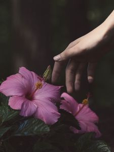 Превью обои цветы, рука, куст