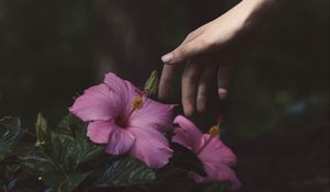 Превью обои цветы, рука, куст