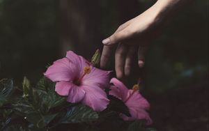 Превью обои цветы, рука, куст