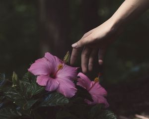 Превью обои цветы, рука, куст