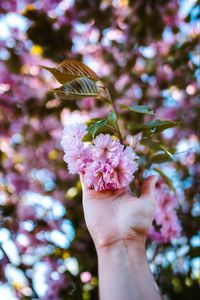 Превью обои цветы, рука, ветка, розовый, растение