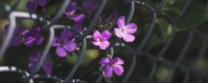 Превью обои цветы, сетка, забор