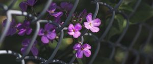 Превью обои цветы, сетка, забор