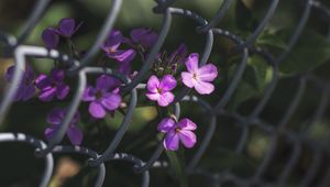 Превью обои цветы, сетка, забор