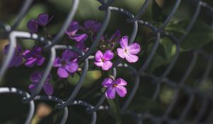 Превью обои цветы, сетка, забор