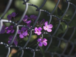 Превью обои цветы, сетка, забор