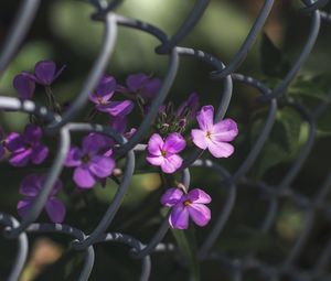 Превью обои цветы, сетка, забор