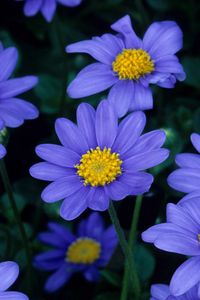 Превью обои цветы, синие, лепестки, пыльца, крупный план