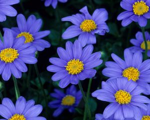 Превью обои цветы, синие, лепестки, пыльца, крупный план