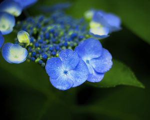 Превью обои цветы, синий, капли, макро