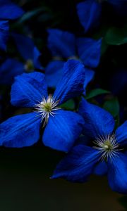 Превью обои цветы, синий, крупный планом, цветение, растение