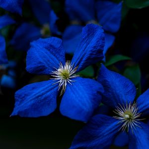 Превью обои цветы, синий, крупный планом, цветение, растение