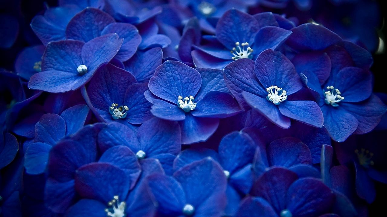 Обои цветы, синий, лепестки