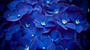 Превью обои цветы, синий, лепестки