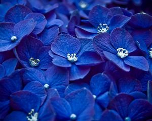 Превью обои цветы, синий, лепестки