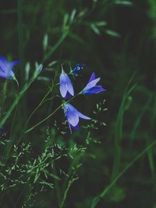 Превью обои цветы, синий, полевой, трава, крупный план